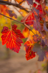 Detail on a red leaf of Lambrusco vineyard. Leaf is so colorful in the autumn