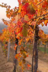 A leaf of lambrusco vineyards during the colorful autumn.