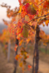 a typical red leaf for a vineyard during the autumn.