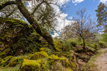 High mountain woods in a spring morning in the national park of Peneda Geres in the north of Portugal