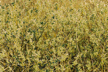 Flowering willow illuminated by the setting sun