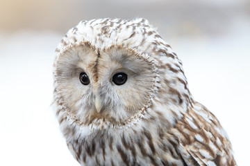 winter grey owl sits hunched, a close plan, portrait