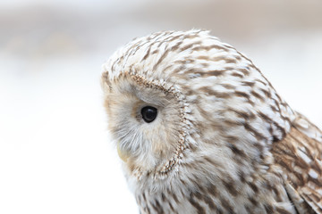 winter grey owl sits hunched, a close plan, portrait