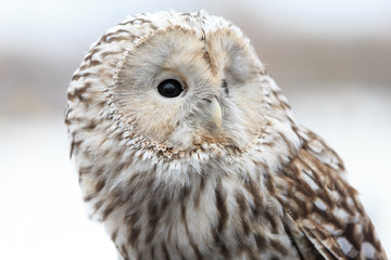 Fototapeta premium winter grey owl sits hunched, a close plan, portrait