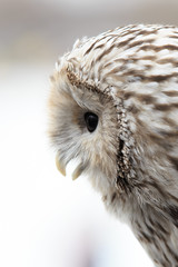 winter grey owl sits hunched, a close plan, portrait