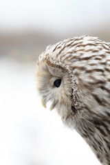 winter grey owl sits hunched, a close plan, portrait