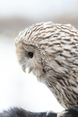 winter grey owl sits hunched, a close plan, portrait