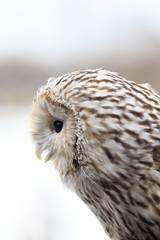 winter grey owl sits hunched, a close plan, portrait