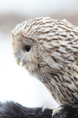 winter grey owl sits hunched, a close plan, portrait
