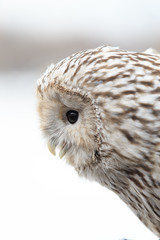 winter grey owl sits hunched, a close plan, portrait