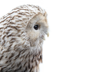 winter grey owl sits hunched, a close plan, portrait