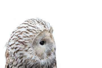 winter grey owl sits hunched, a close plan, portrait