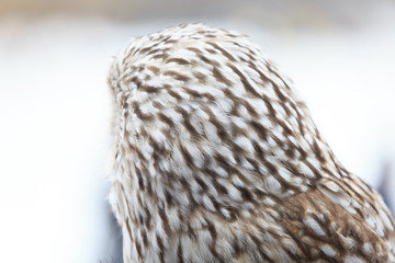 winter grey owl sits hunched, a close plan, portrait