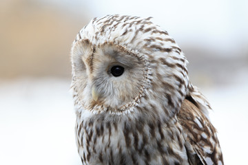 winter grey owl sits hunched, a close plan, portrait