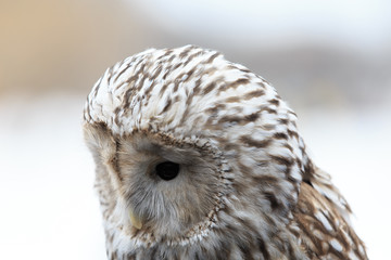 winter grey owl sits hunched, a close plan, portrait