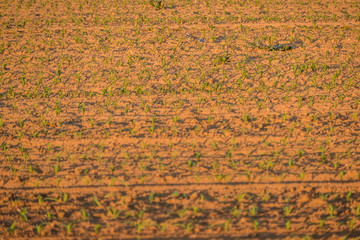 Maisanbau im Frühjahr