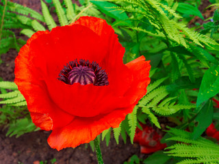 Blooming red poppy flower