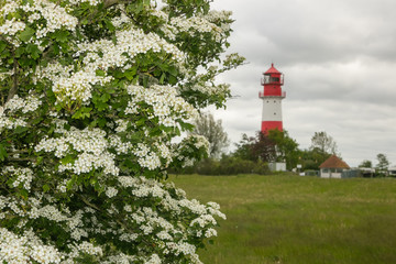 Schlehe mit weißen Blüten, Leuchtturm Falshöft im Hintergrund