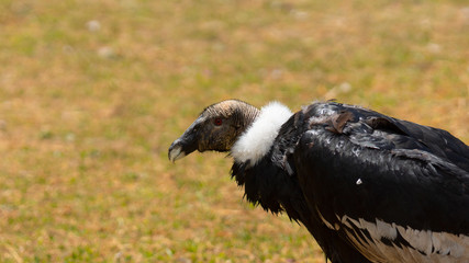 Approach to the head of a female Andean condor seen in profile with background of out of focus...