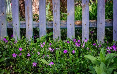 Fototapeta premium lilac flowers under the fence, purple color, periwinkle