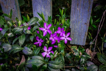 lilac flowers under the fence, purple color, periwinkle