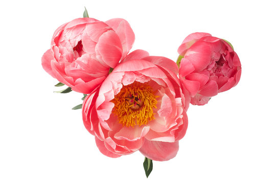 beautiful pink peonies flowers isolated on white background