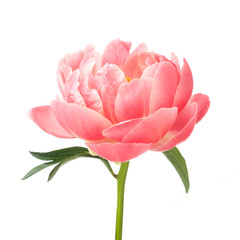 beautiful pink peony flower isolated on white background - obrazy, fototapety, plakaty