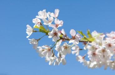 White cherry tree spring park