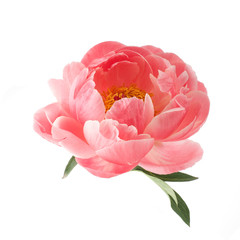 beautiful pink peony flower isolated on white background © vetre