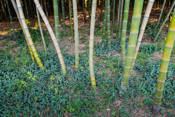 Bamboo forest natural green background