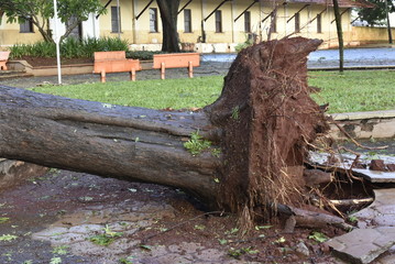 Tree that fell after a storm in the urban area. old tree trunk fallen in the city