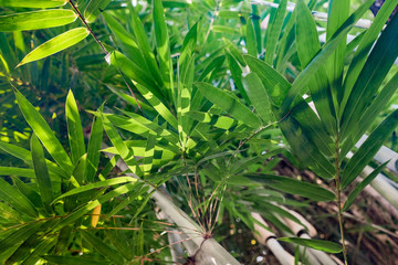 Obraz premium Bamboo forest natural green background