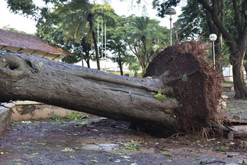 Tree that fell after a storm in the urban area. old tree trunk fallen in the city