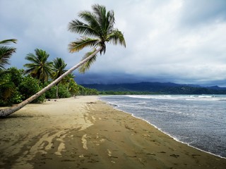 palm tree on tropical beach