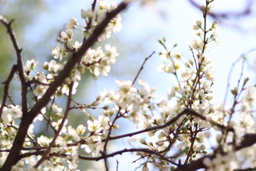 flowers of cherry tree in spring