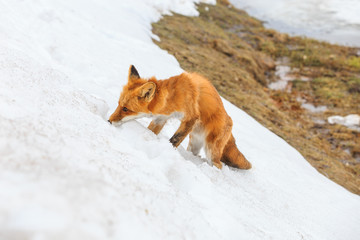 Fototapeta premium shabby red Fox after winter sitting in the snow, portrait