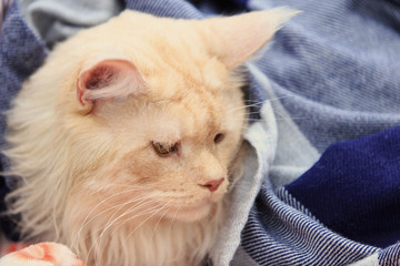 red cat of them sitting in a cage