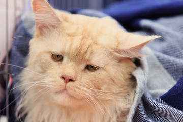 red cat of them sitting in a cage