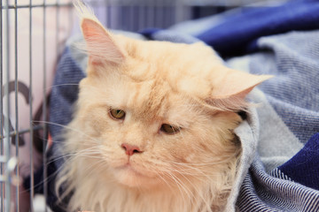 red cat of them sitting in a cage