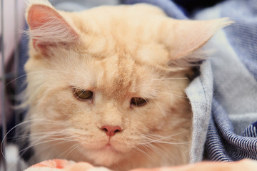 red cat of them sitting in a cage