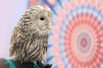 Bearded owl tawny owl sitting on a motley background