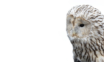 Fototapeta premium Great grey owl the owl is sitting on the man's hand.