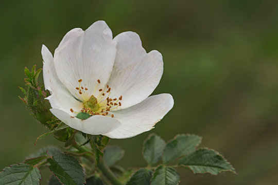 Rosa canina,  el rosal silvestre