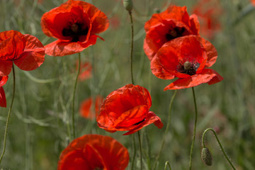 Fototapeta premium Flowers Red poppies bloom in the wild field. Beautiful field red poppies with selective focus, soft light. Natural Drugs - Opium Poppy. Glade of red wildflowers