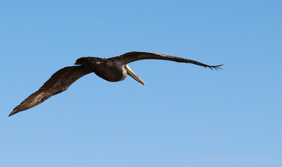 Bird Photography-Brown Pelican, Pelecanus occidentalis