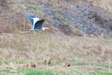 a unusial bird flies above the ground