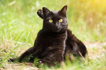 Naklejka na ściany i meble Yoga concept. Cute funny cat sits in yoga pose with foot behind head in green grass in nature