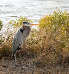 Bird Photography-Great Blue Heron, Ardea herodias