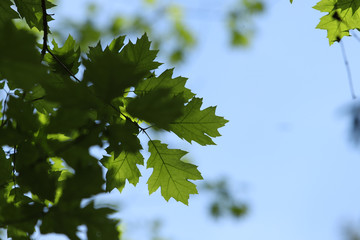 Fototapeta na wymiar new leaves tree in to blue sky green blue
