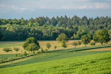 Baumgrundst&uuml;ck am Abend